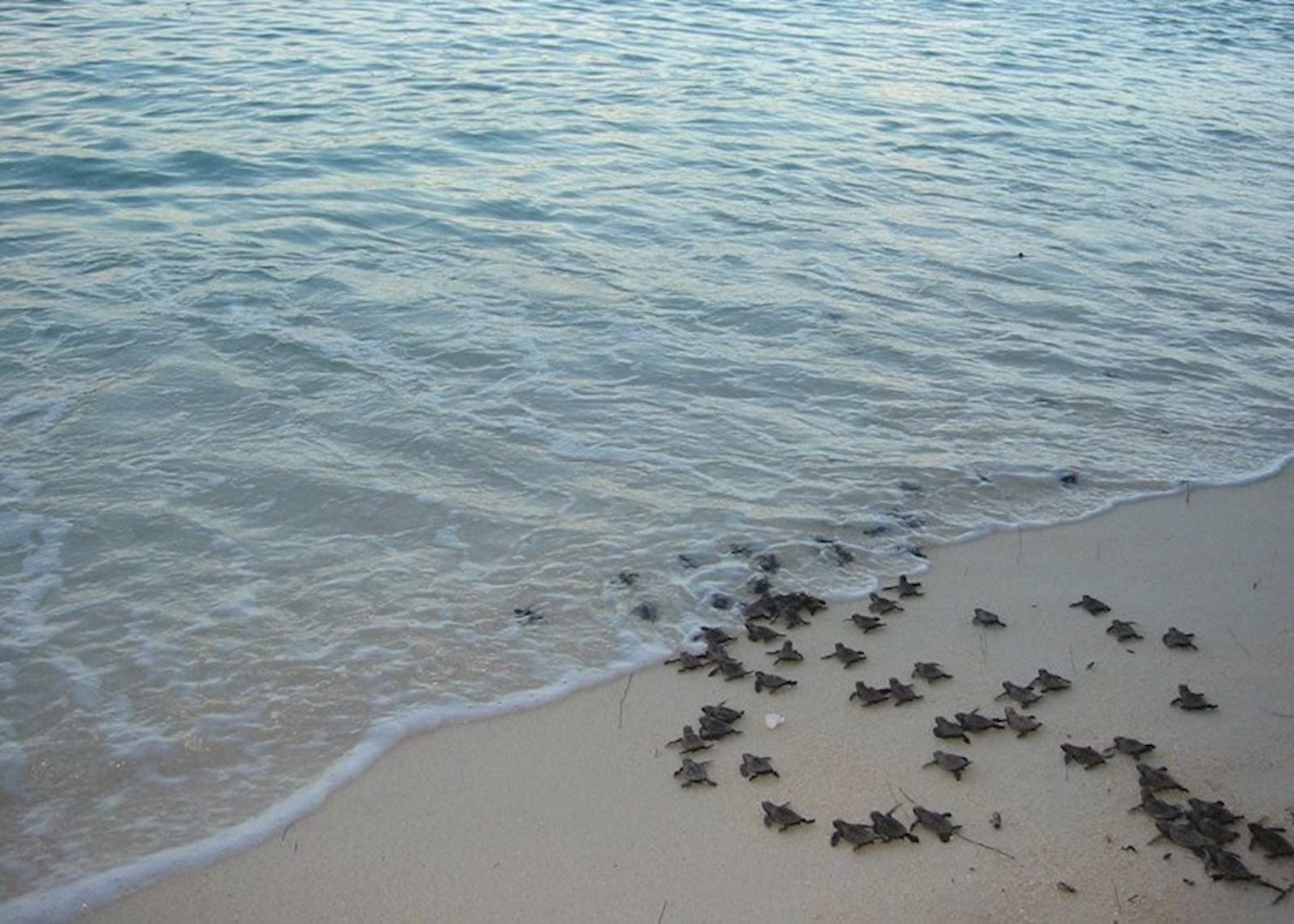 Turtles on Nosy Iranja