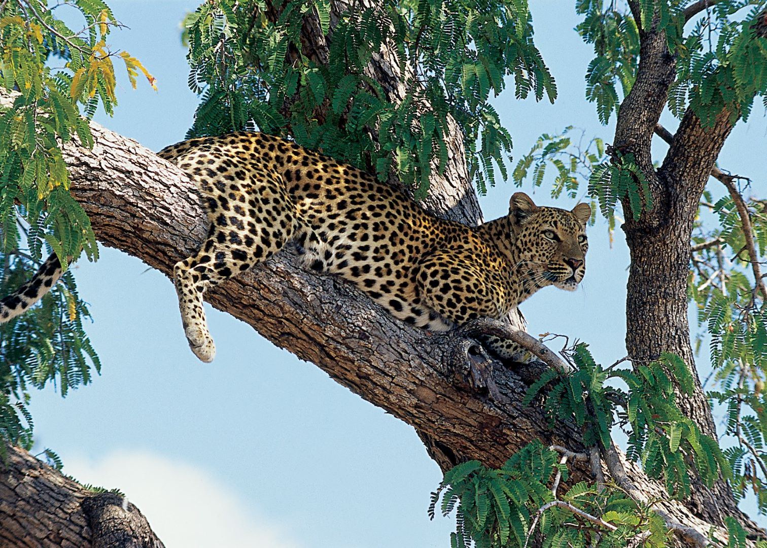 Leopard