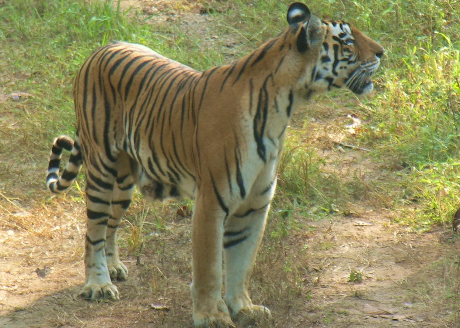 sundarbans tiger reserve best time to visit