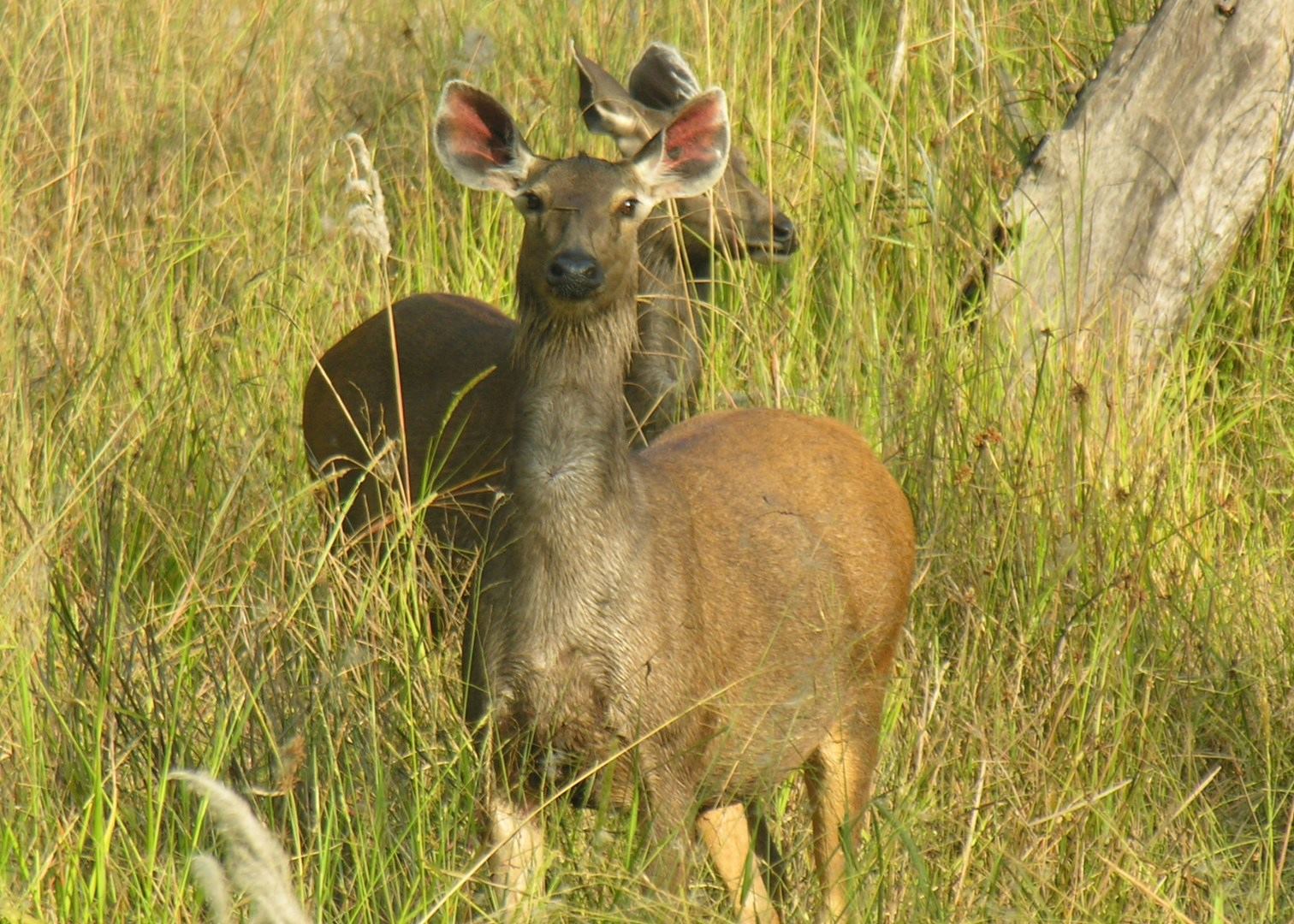 Sambar Deer, Bandhavgarh National Park