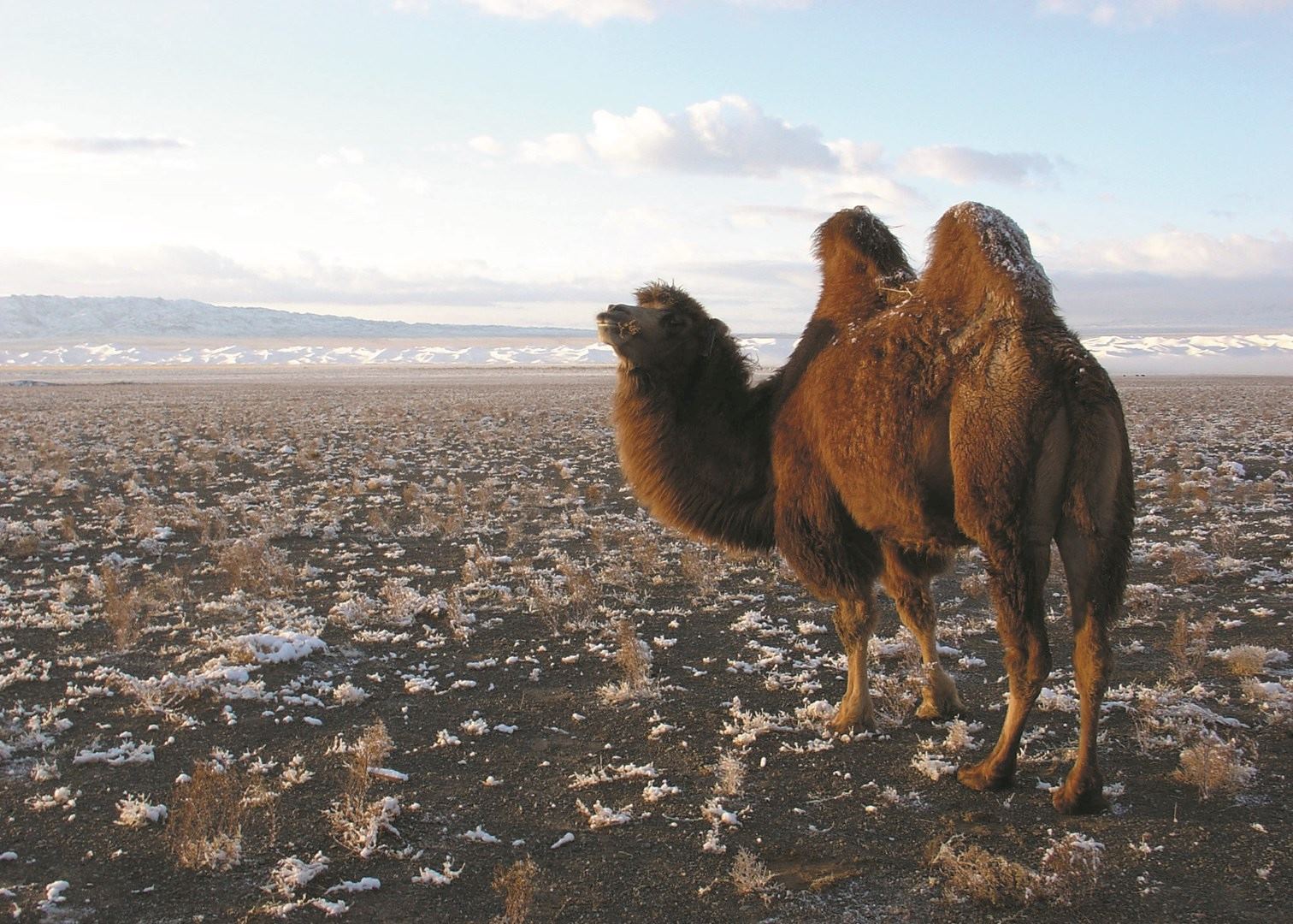 Camel in winter