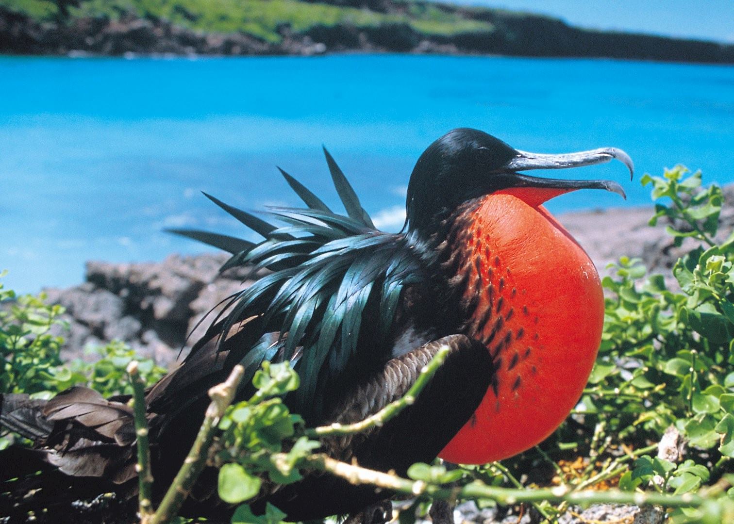 Wildlife of Ecuador: Amazon and Galapagos | Audley Travel