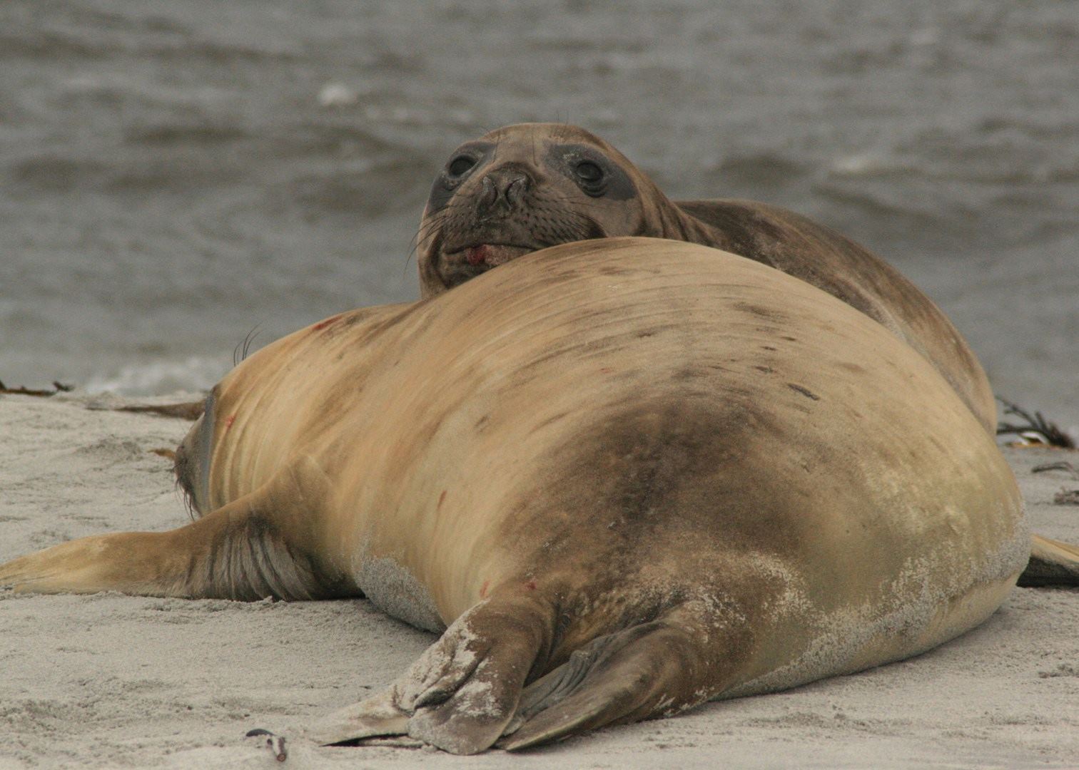 Visit Sea Lion Island The Falkland Islands Audley Travel