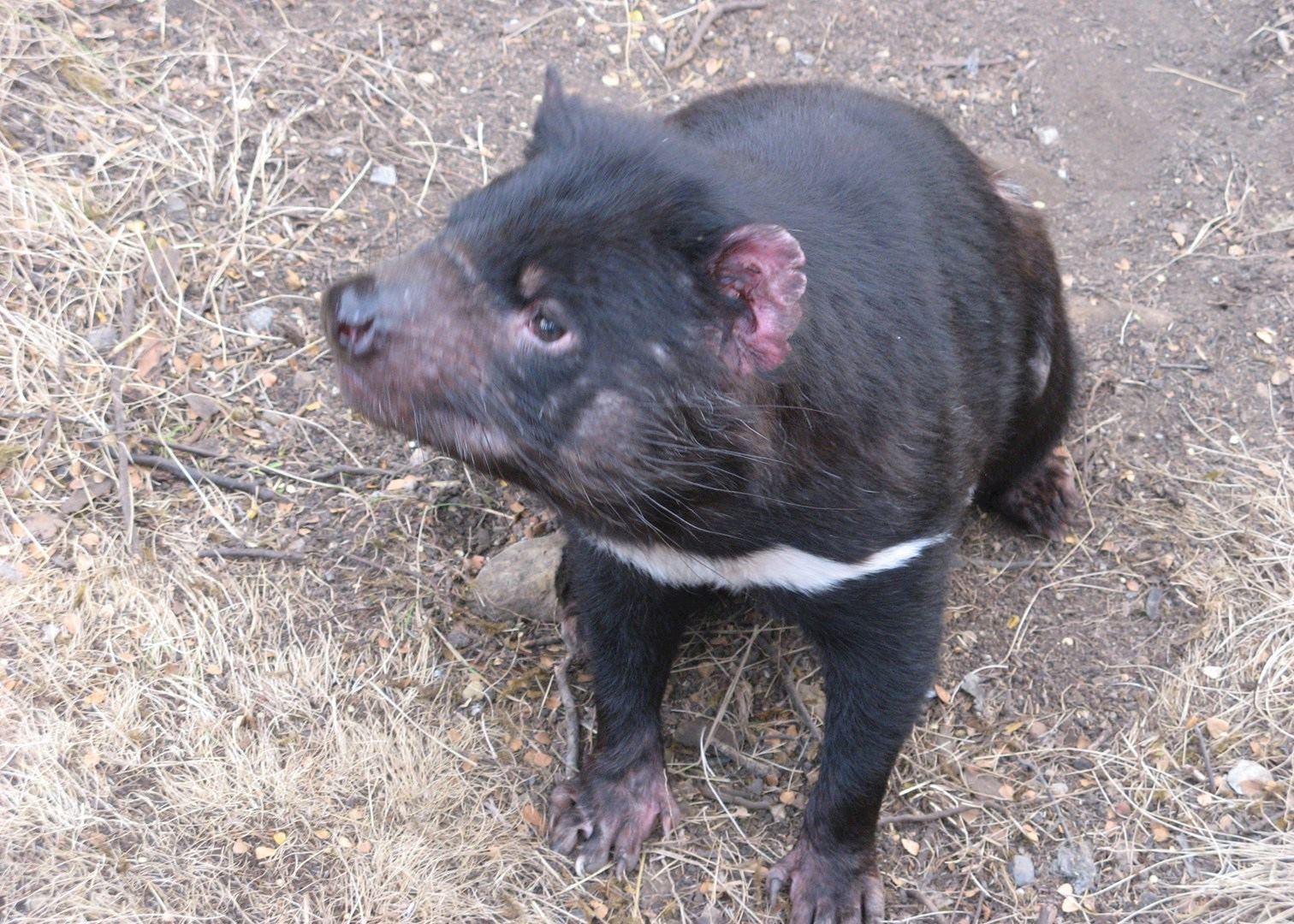 Tasmanian devil, Devils@Cradle, Tasmania