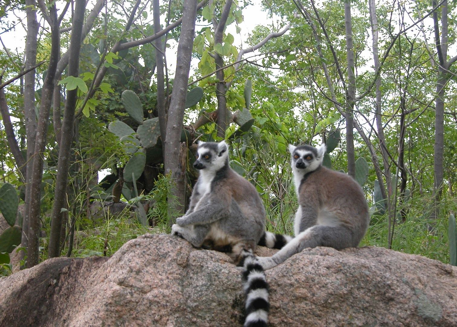 Ring-tailed lemurs, Anja Park, Madagascar