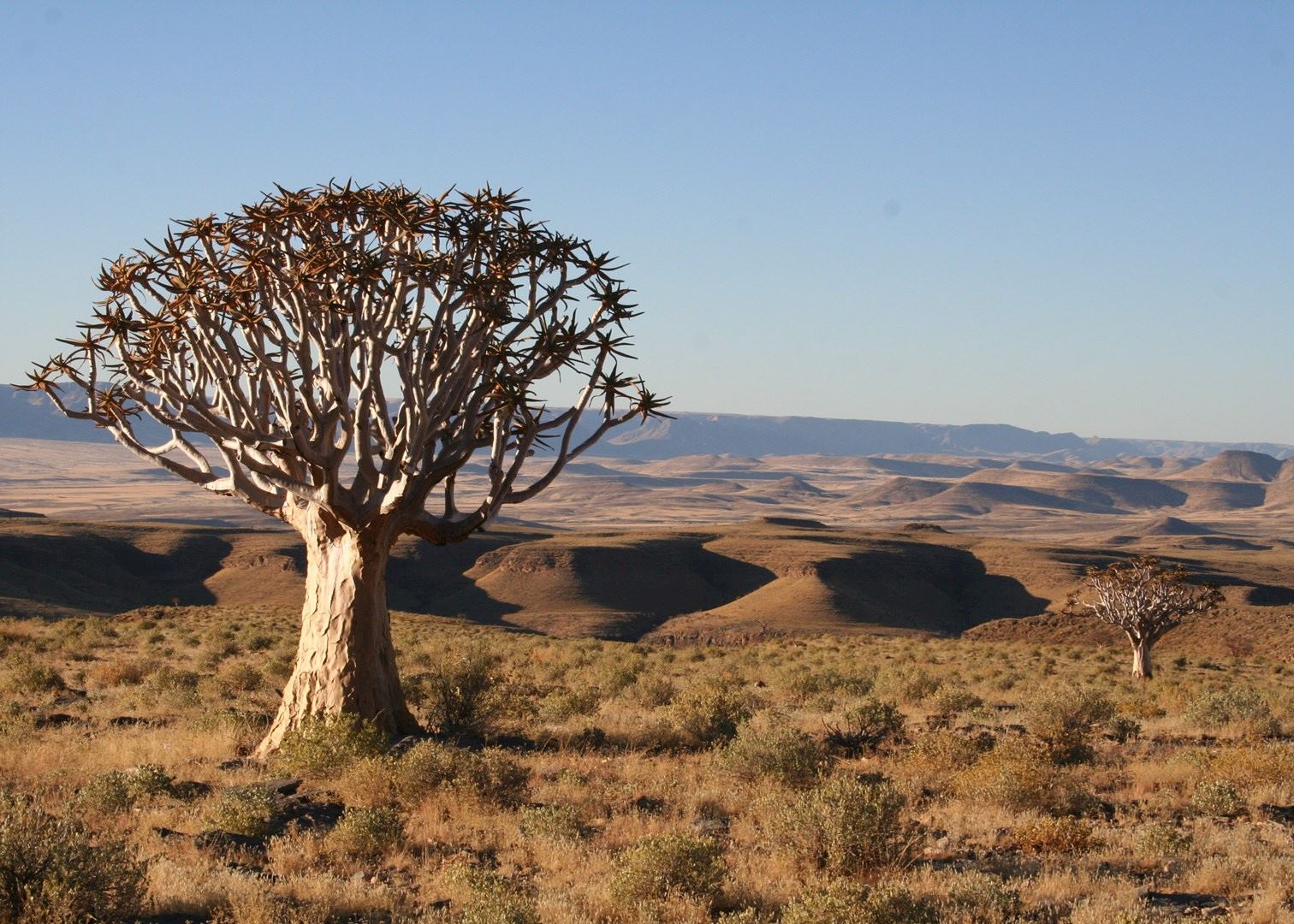 World S Most Unusual Plants And Trees Audley Travel