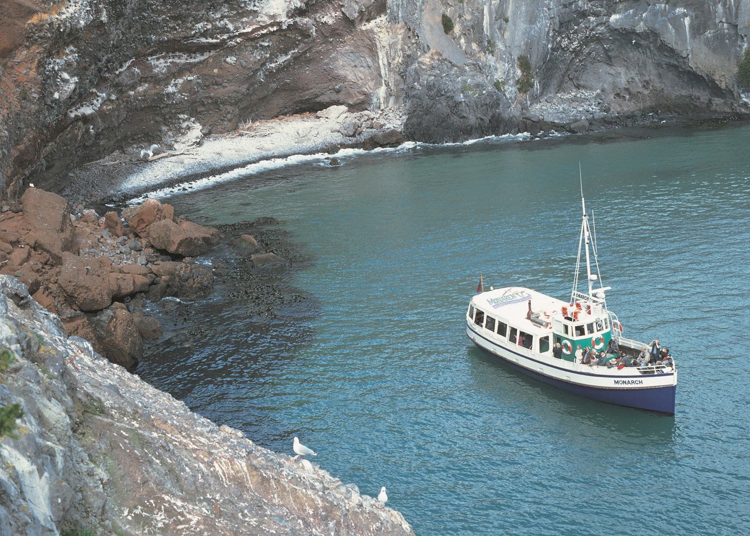 otago harbour wildlife cruise