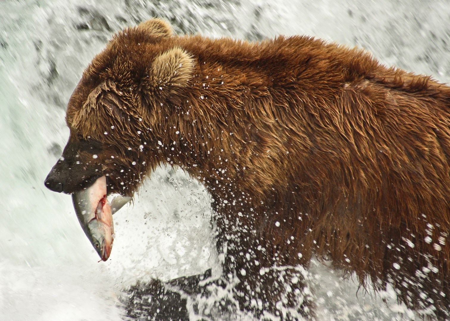 The Bears of Brooks Falls, Alaska Audley Travel