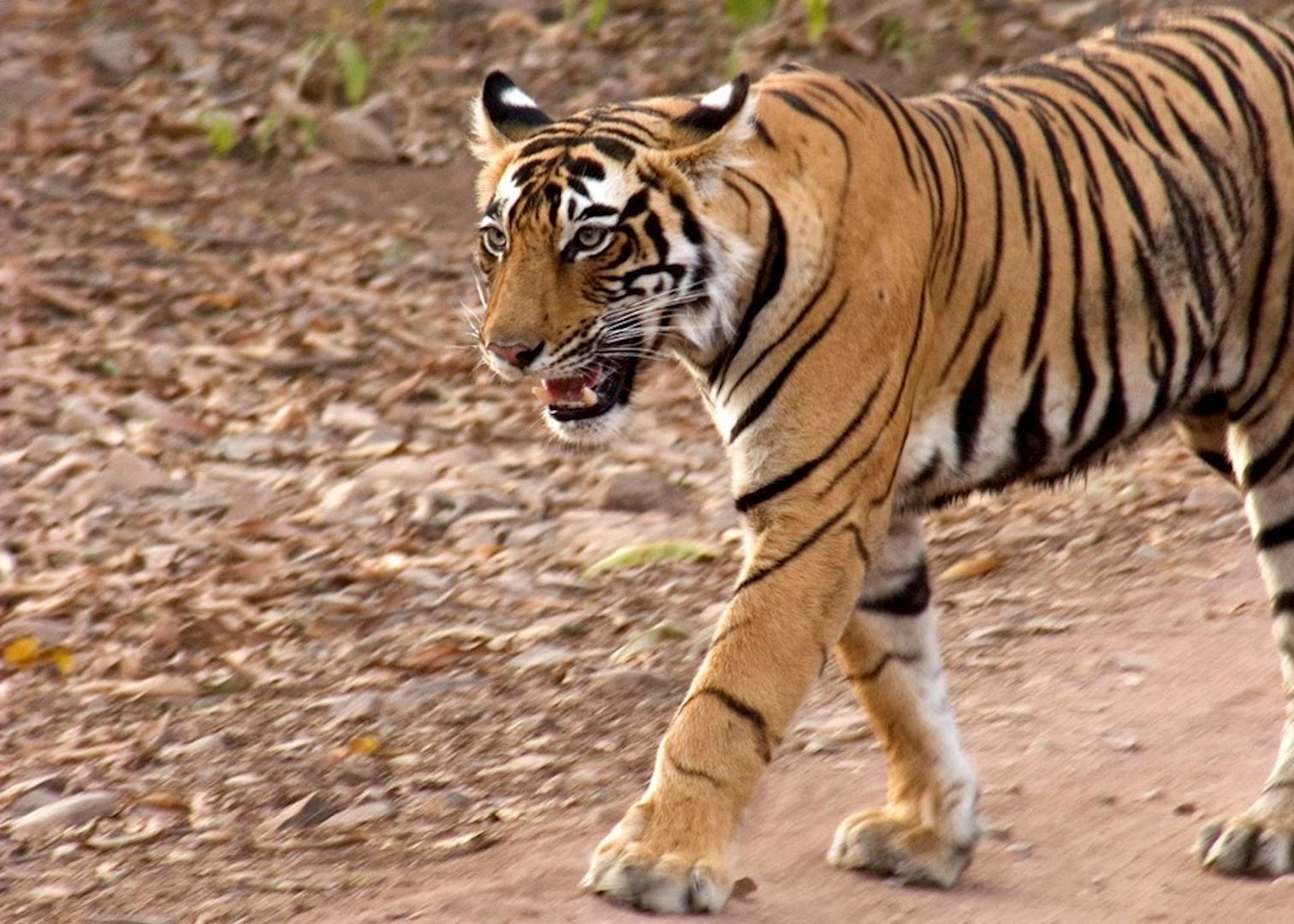 Tiger, Ranthambhore National Park, India
