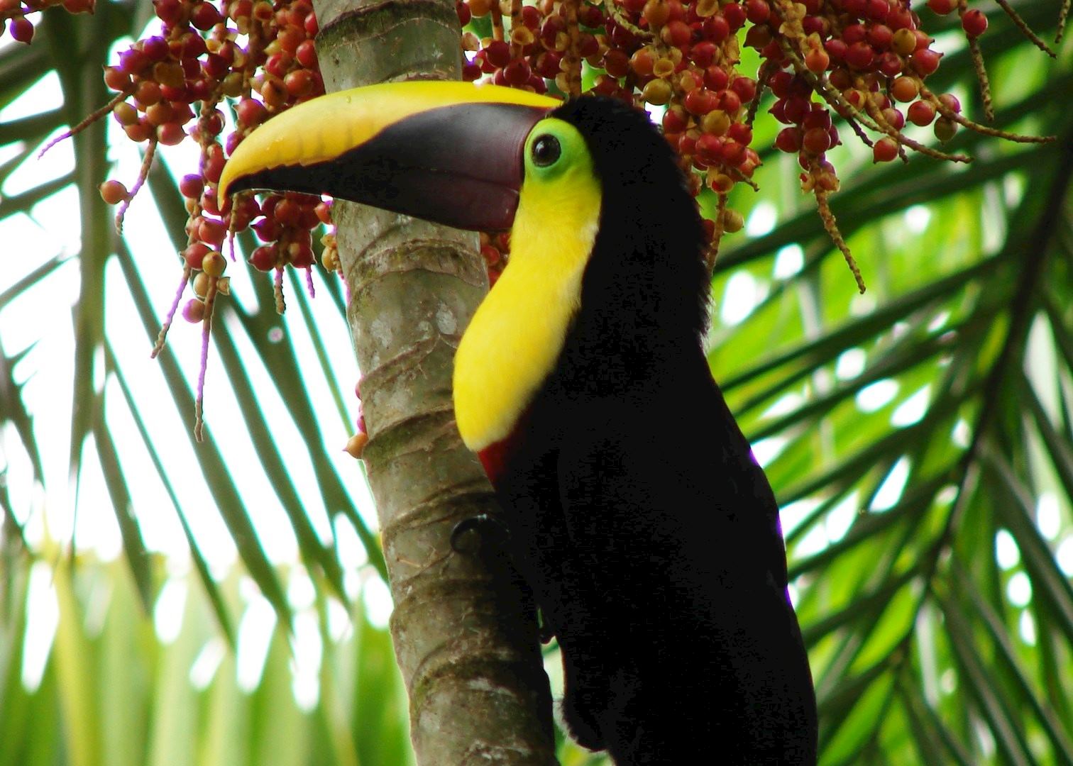Chestnut-mandibled Toucan, Costa Rica