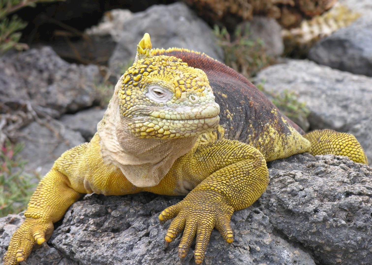 Land Iguana, Galapagos Islands