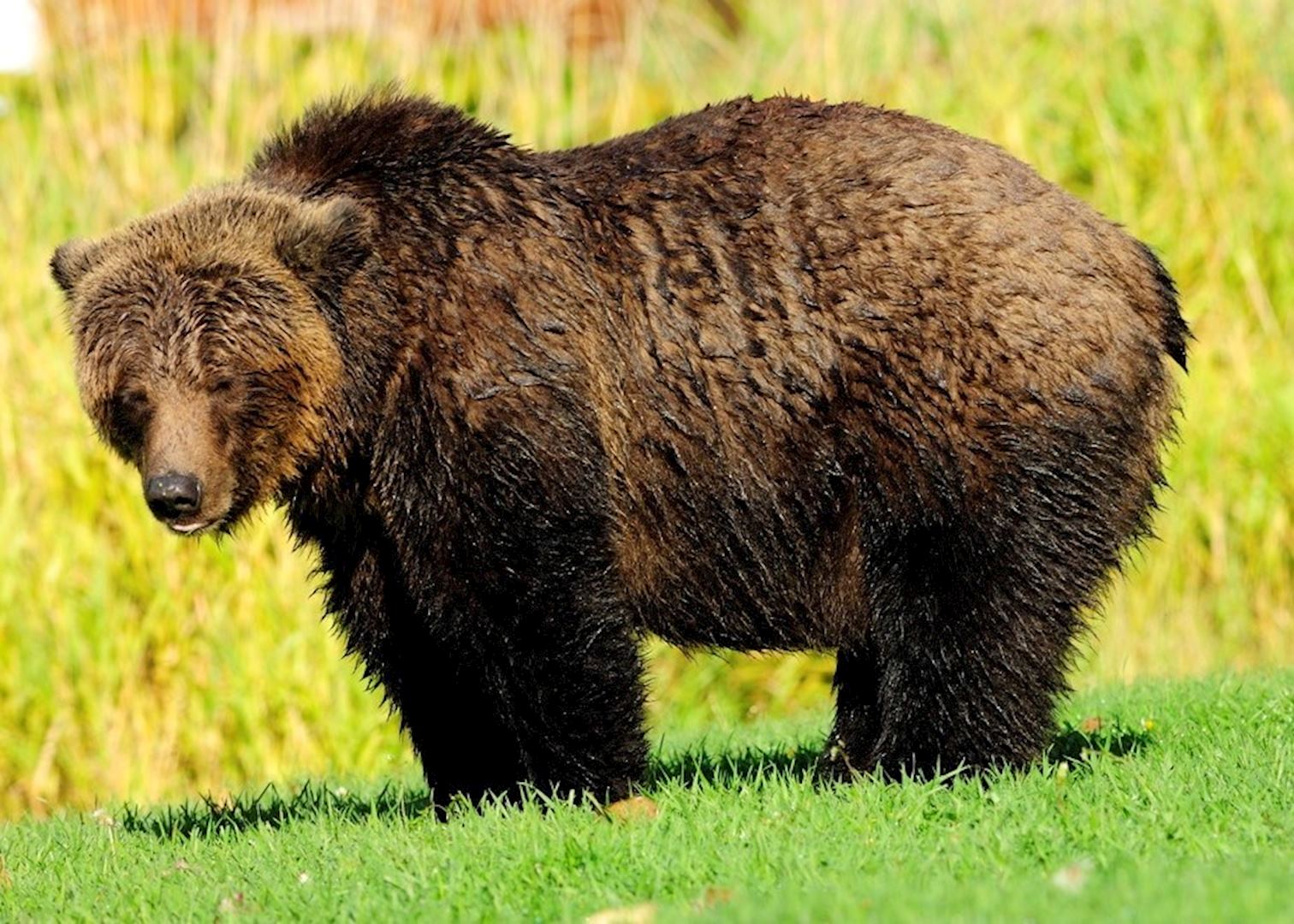 Grizzly bear in Tweedsmuir Provincial Park
