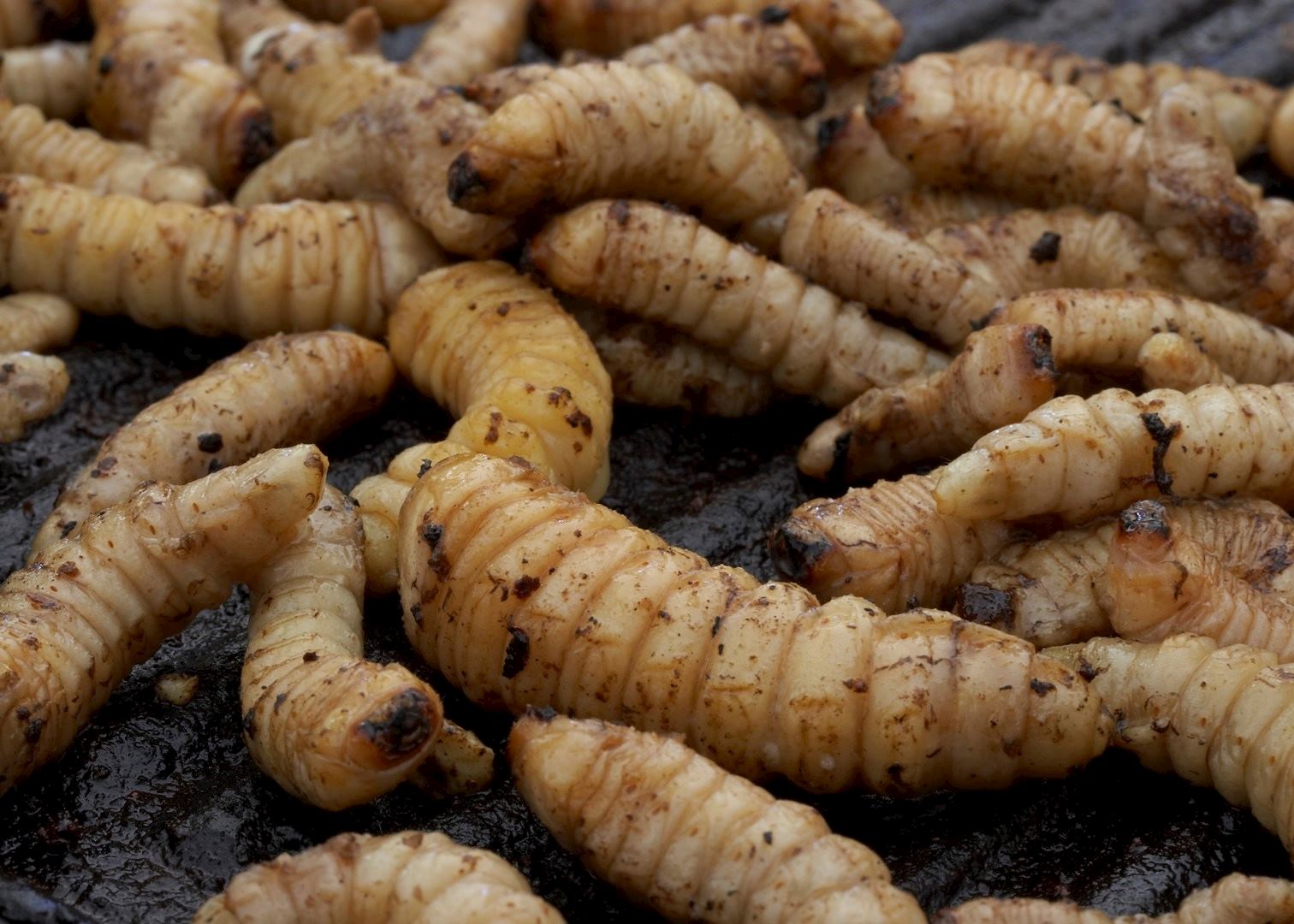Huhu grubs, Wild Food Festival, Hokitika