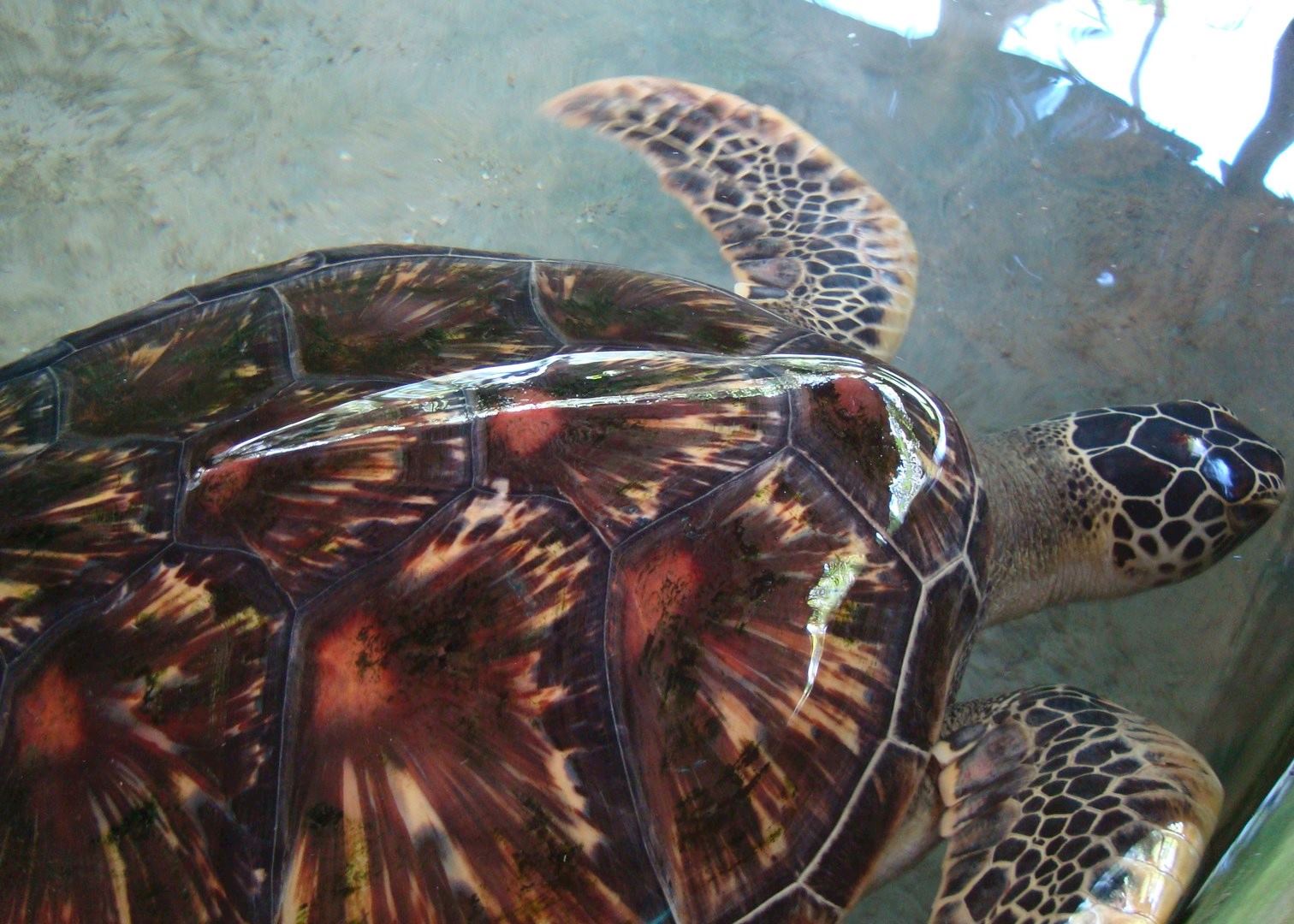 Turtle, Turtle Hatchery, Bentota