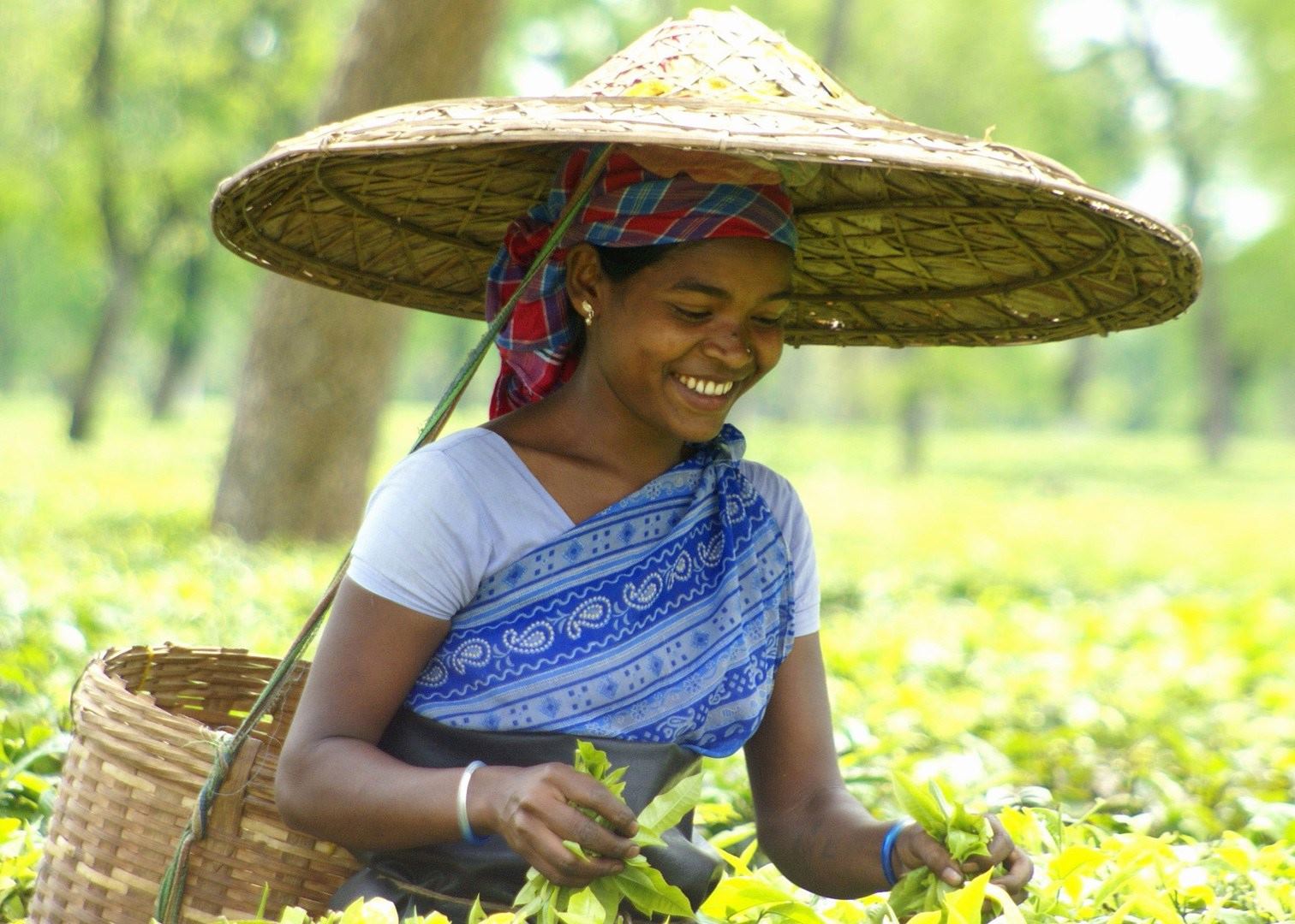 Tea picker, Assam