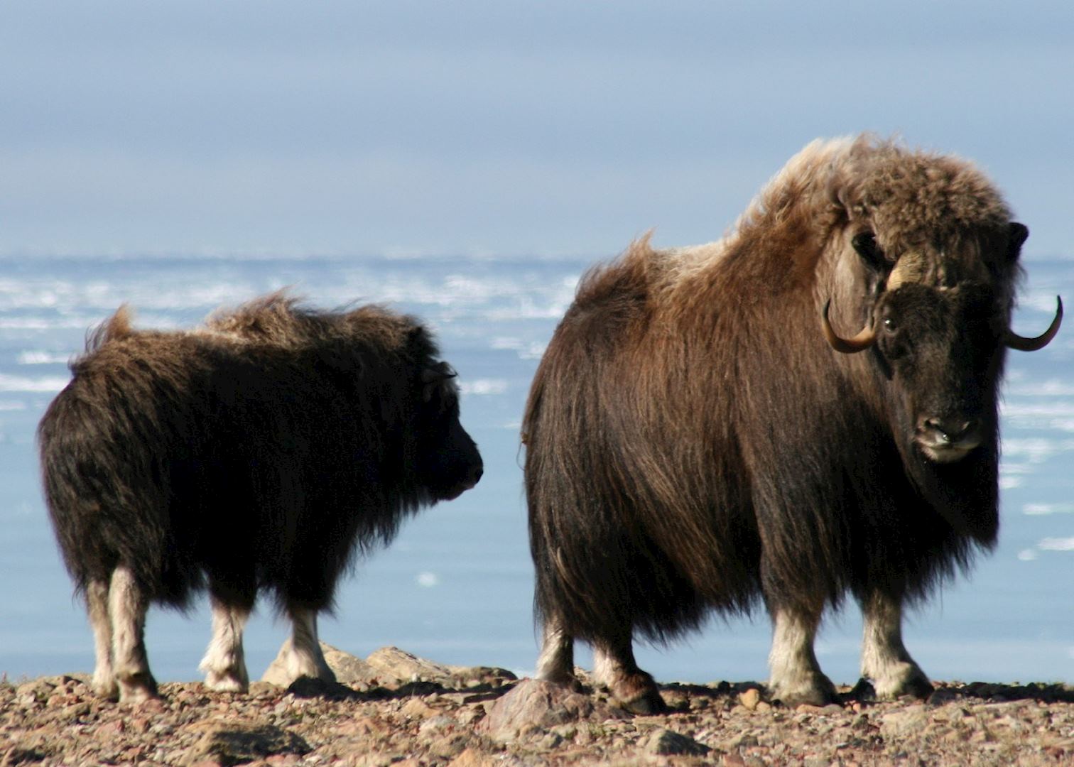 Musk Oxen in the Arctic
