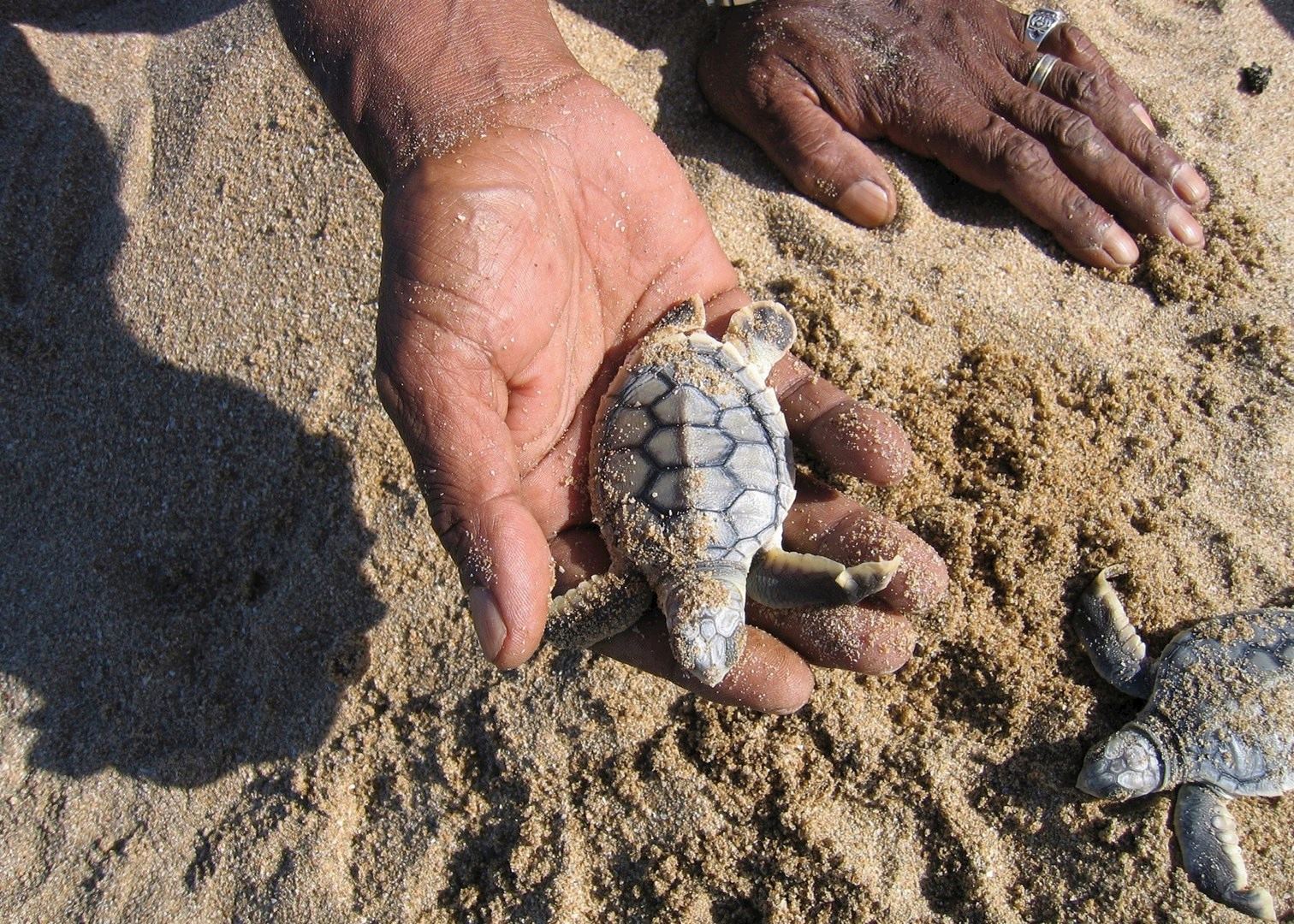 Baby turtle at the Cape York Turtle Rescue