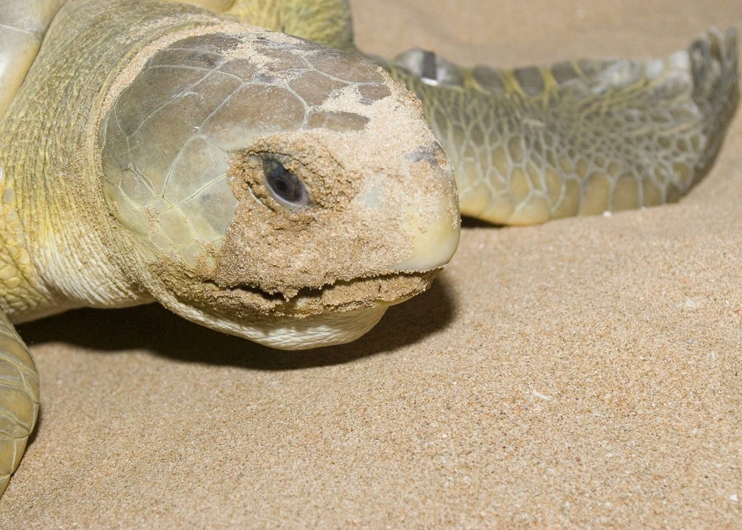Cape York Turtle Rescue