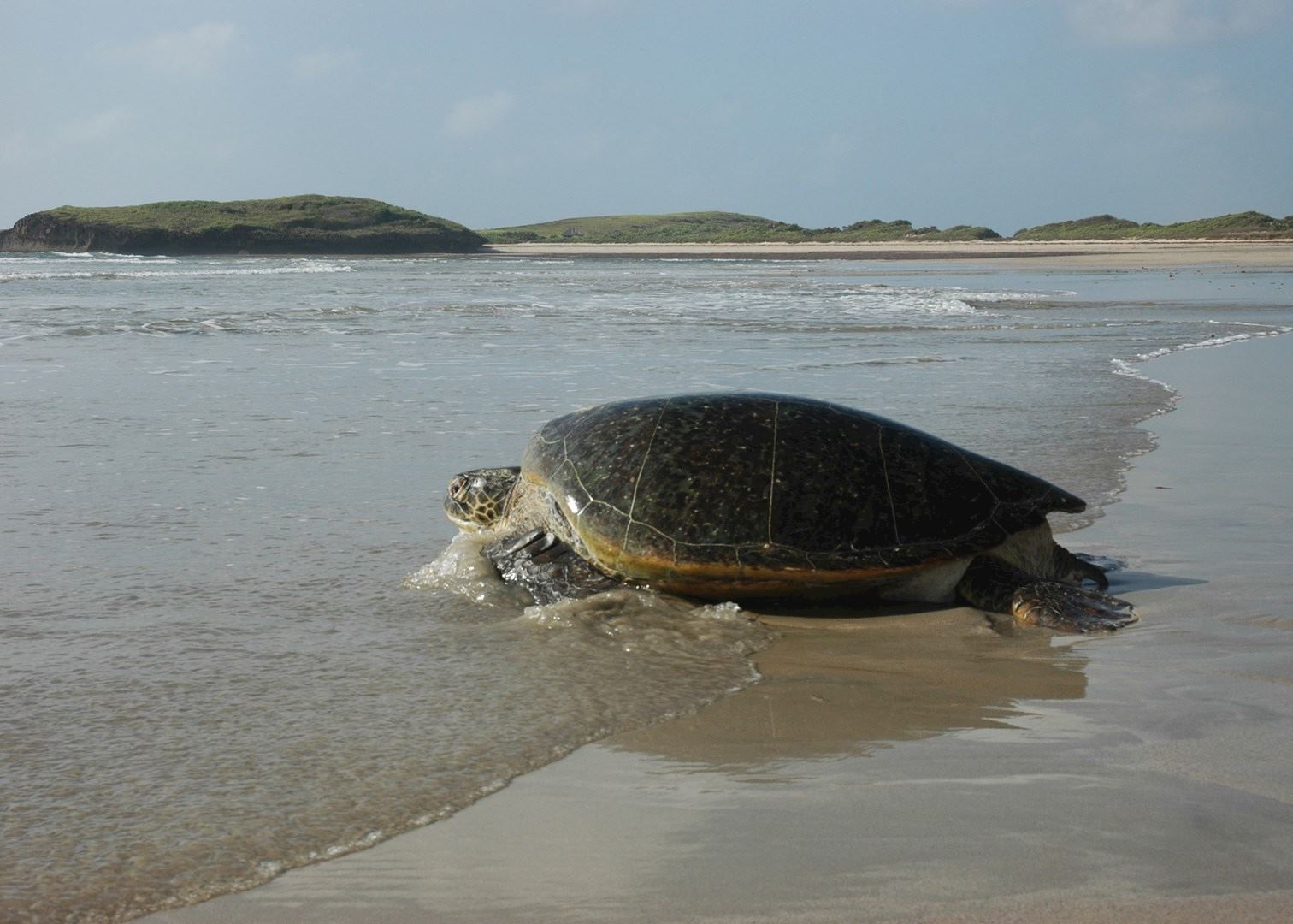 Green Turtle at Kiwayu