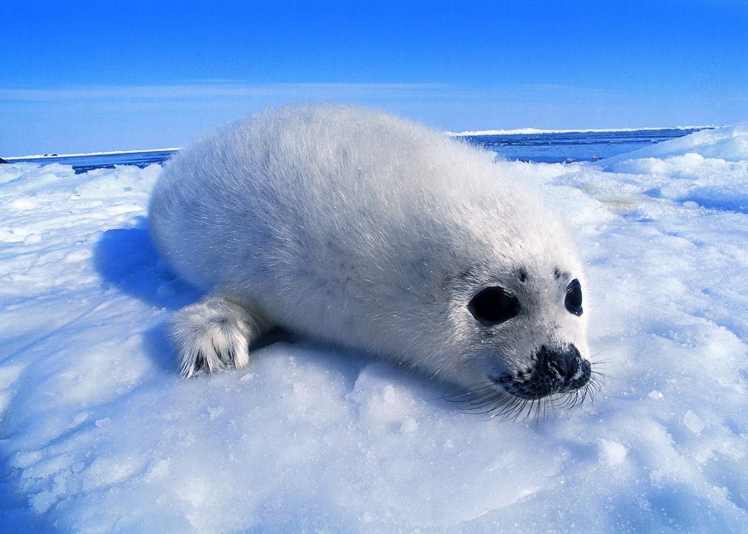 A harp seal pup, Iles de la Madeleine