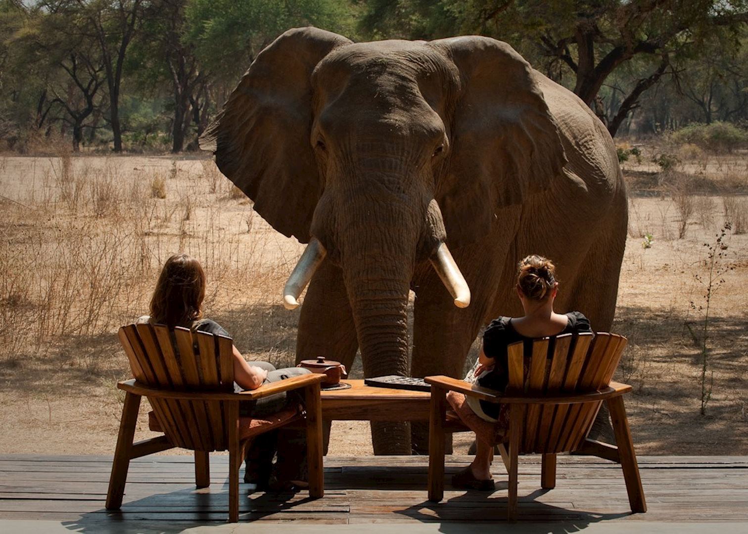 Elephant chatting with guests, Old Mondoro