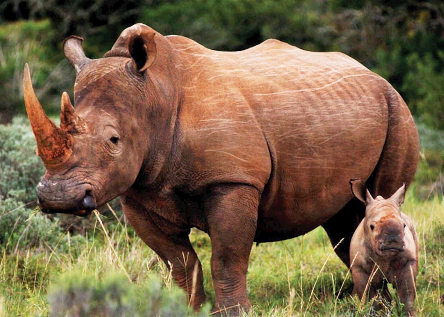 White rhino and calf, Amakhala Game Reserve