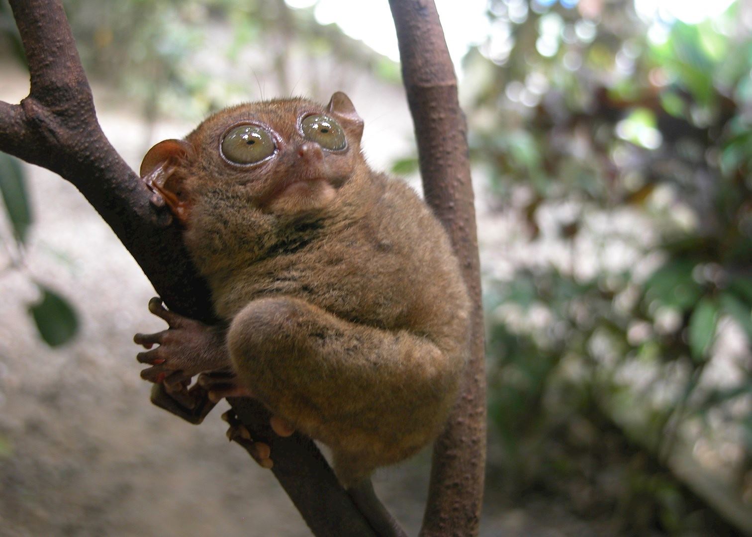 Visit Bohol Amp Panglao Island Philippines Audley Travel