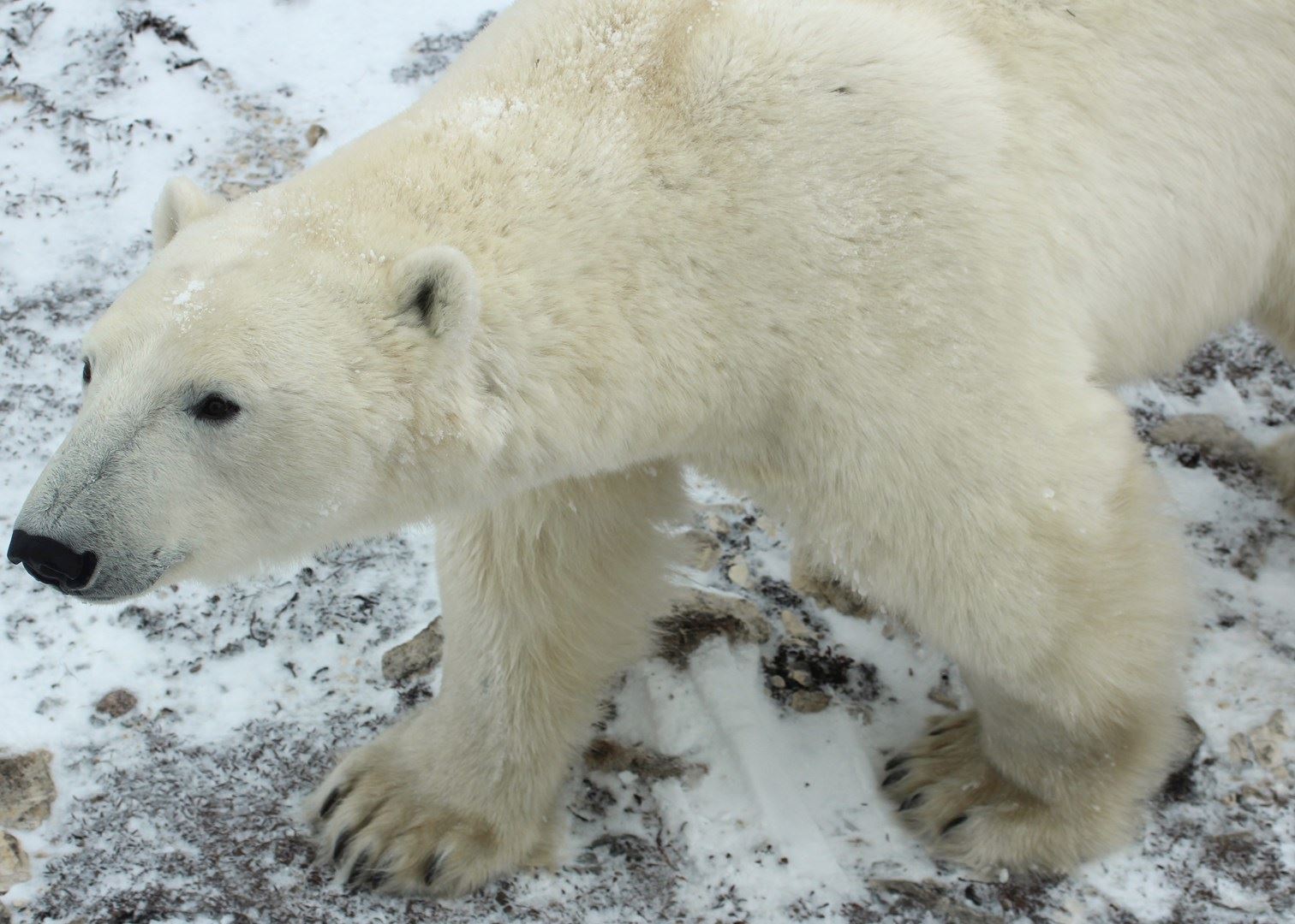 Polar Bear Watching In Canada Travel Guide Audley Travel