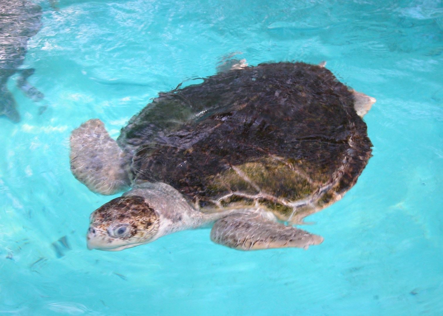 Turtle, Praia do Forte, Brazil