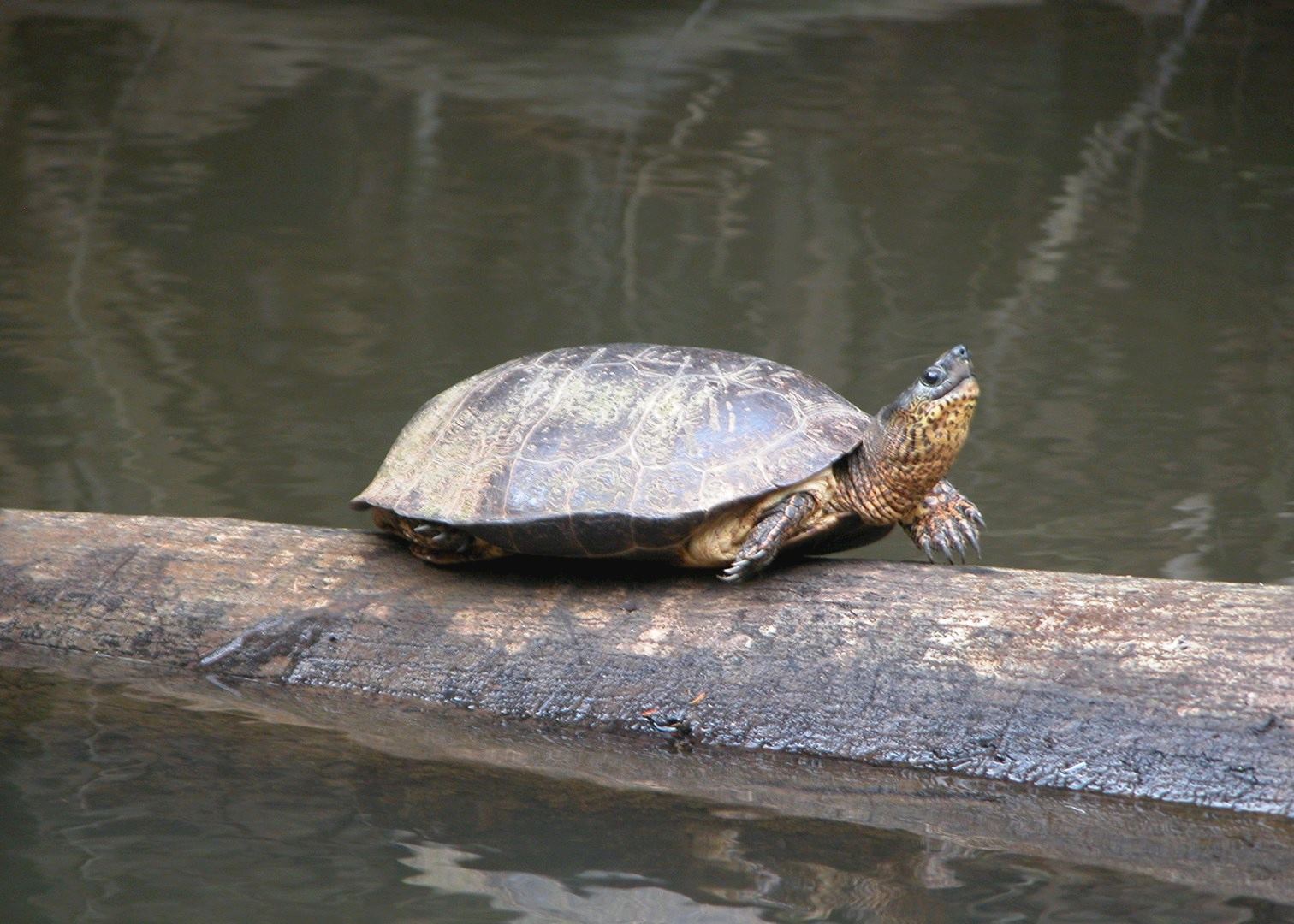 Black River Turtle, Tortuguero National Park