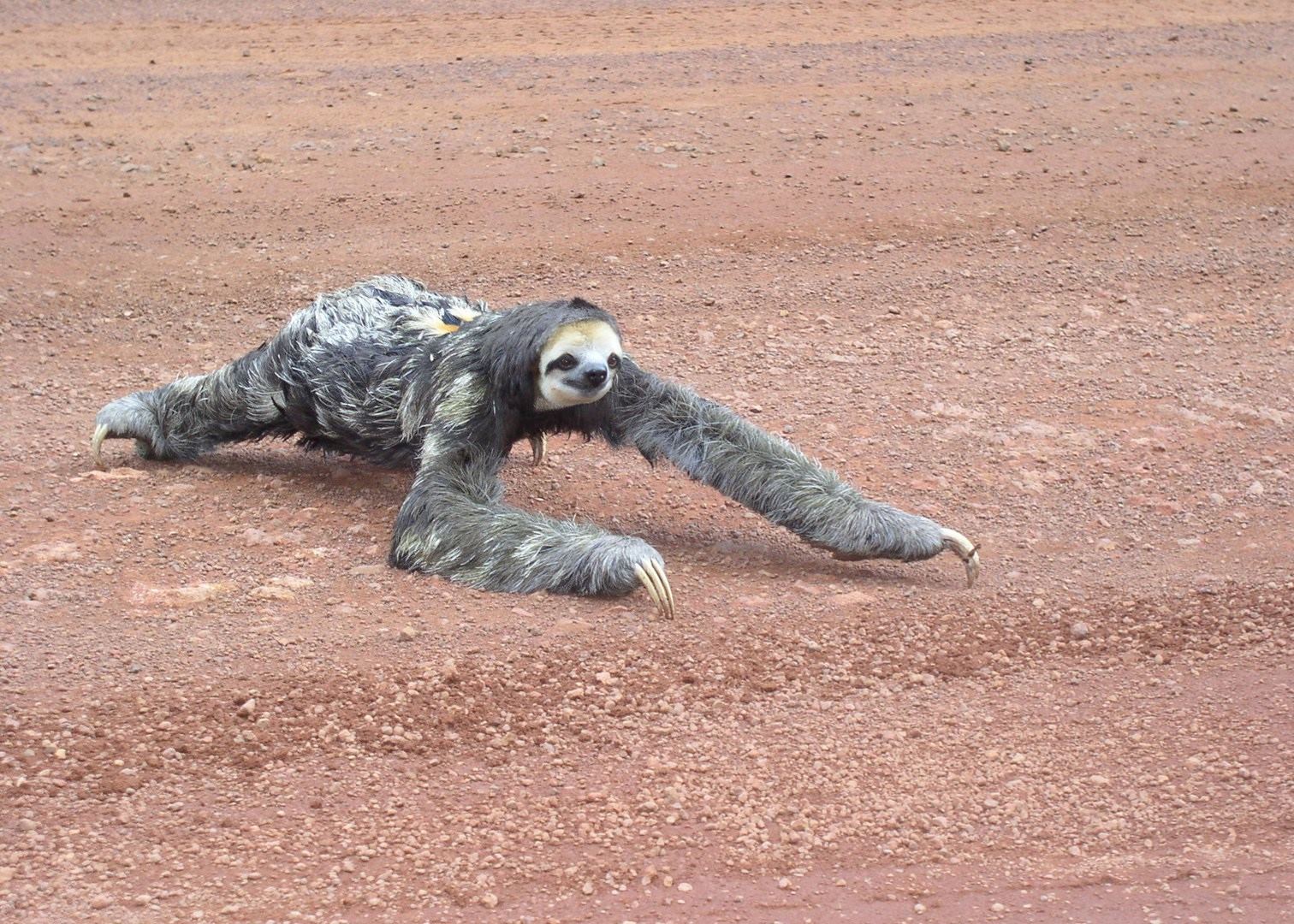 Sloth