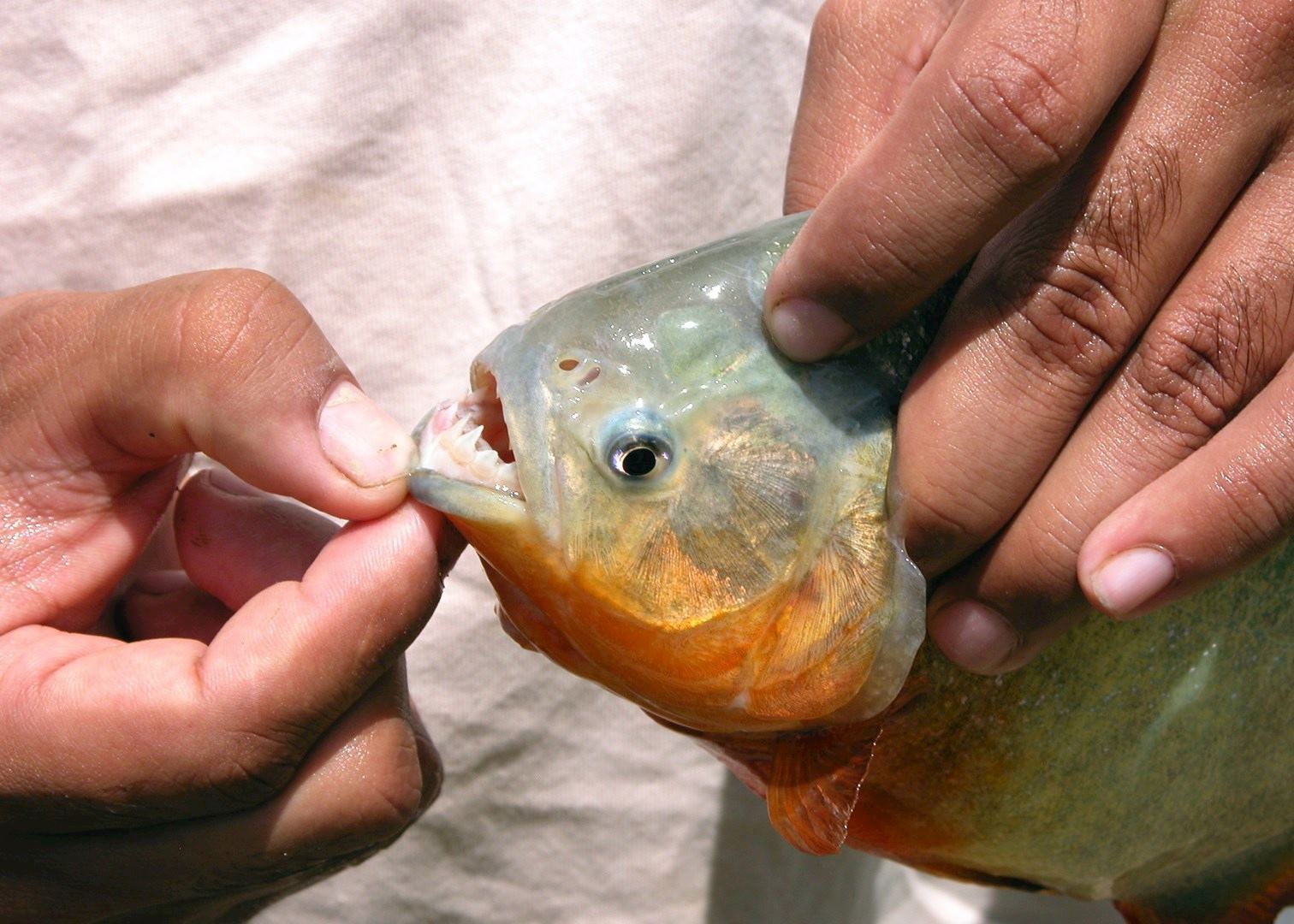 Piranha, Los Llanos