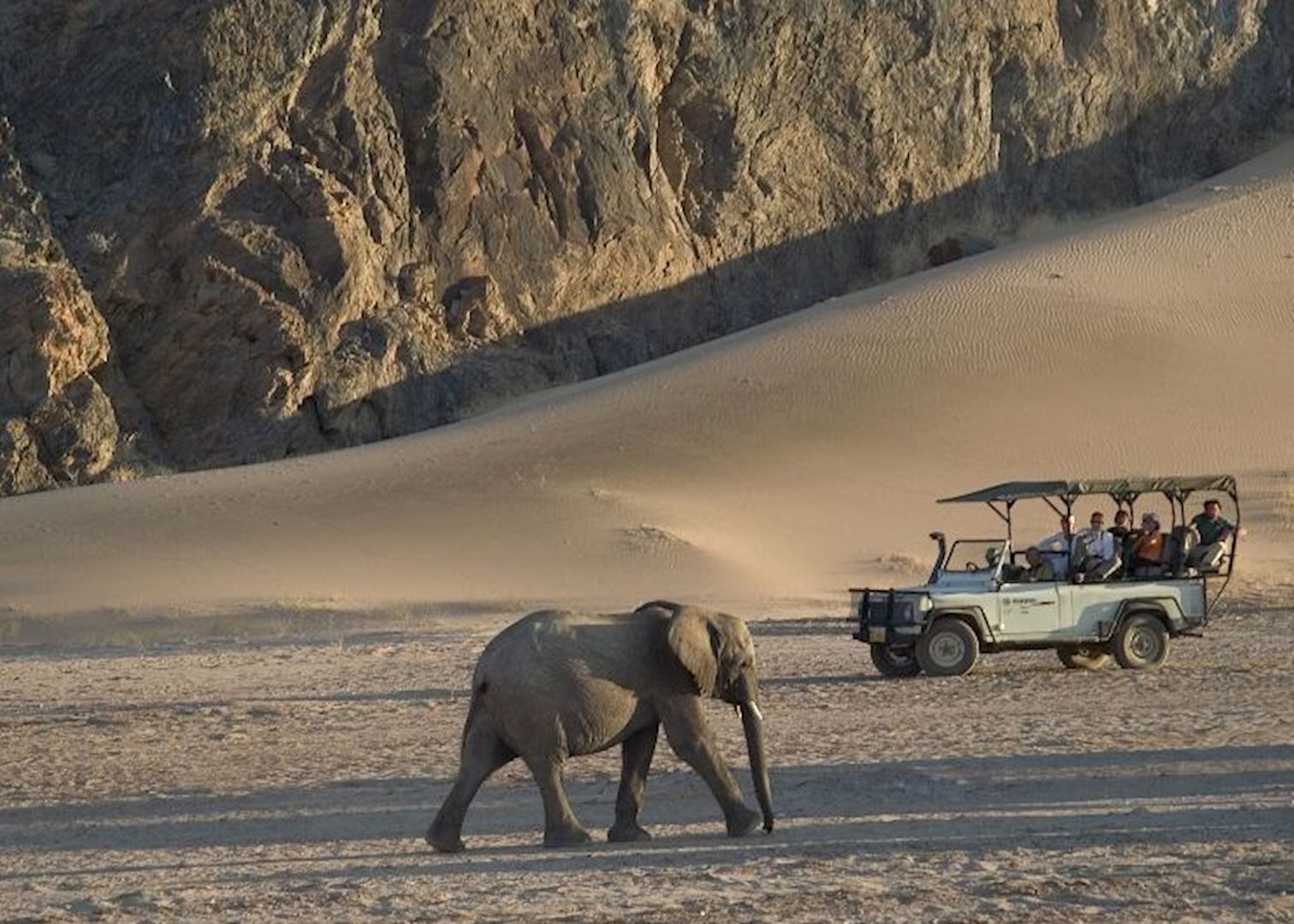Desert elephant