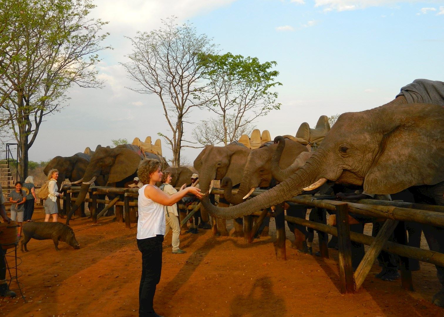 Elephant Camp Hotels in Victoria Falls Audley Travel