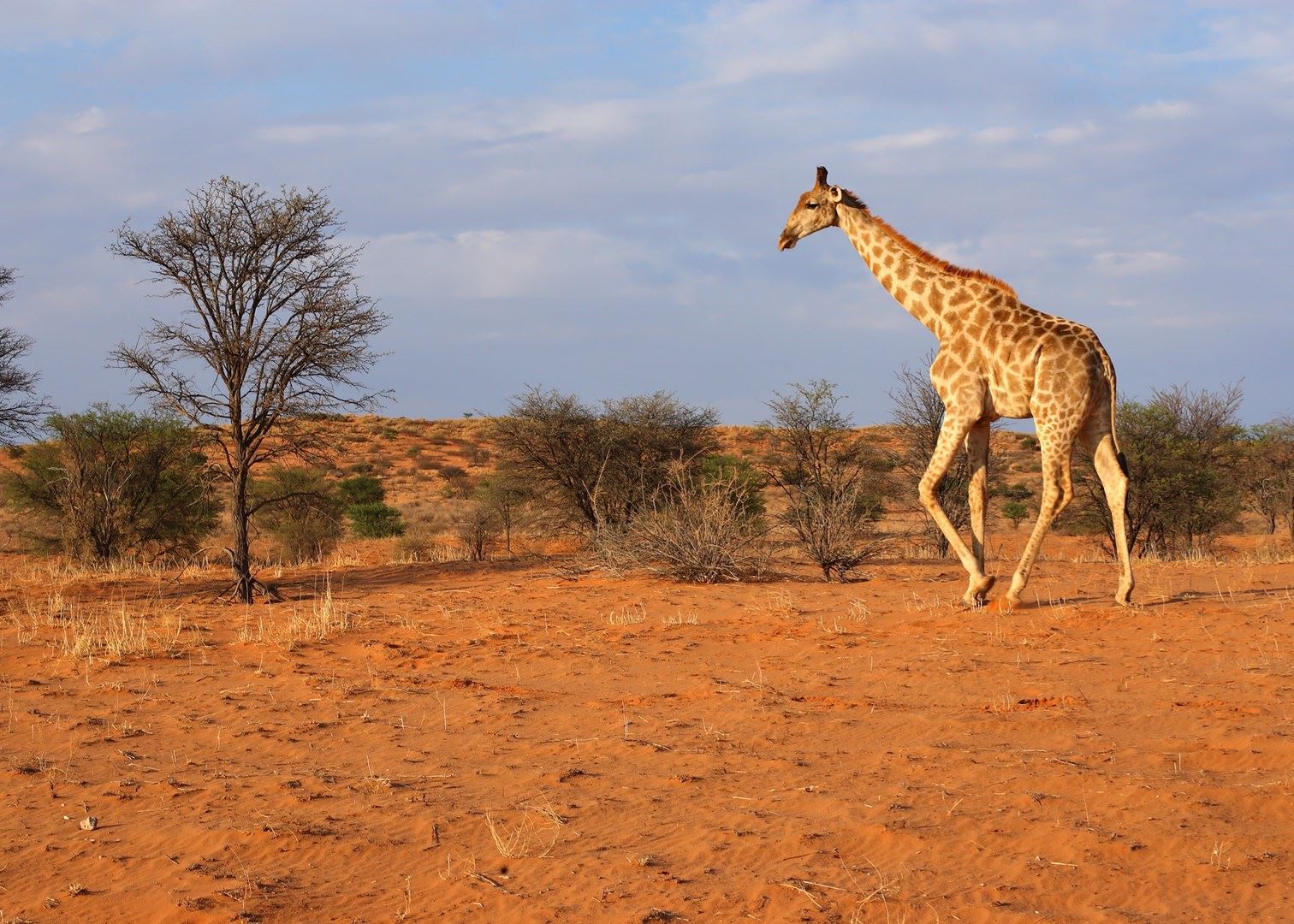 Visit Southern Kalahari on a trip to Namibia  Audley Travel