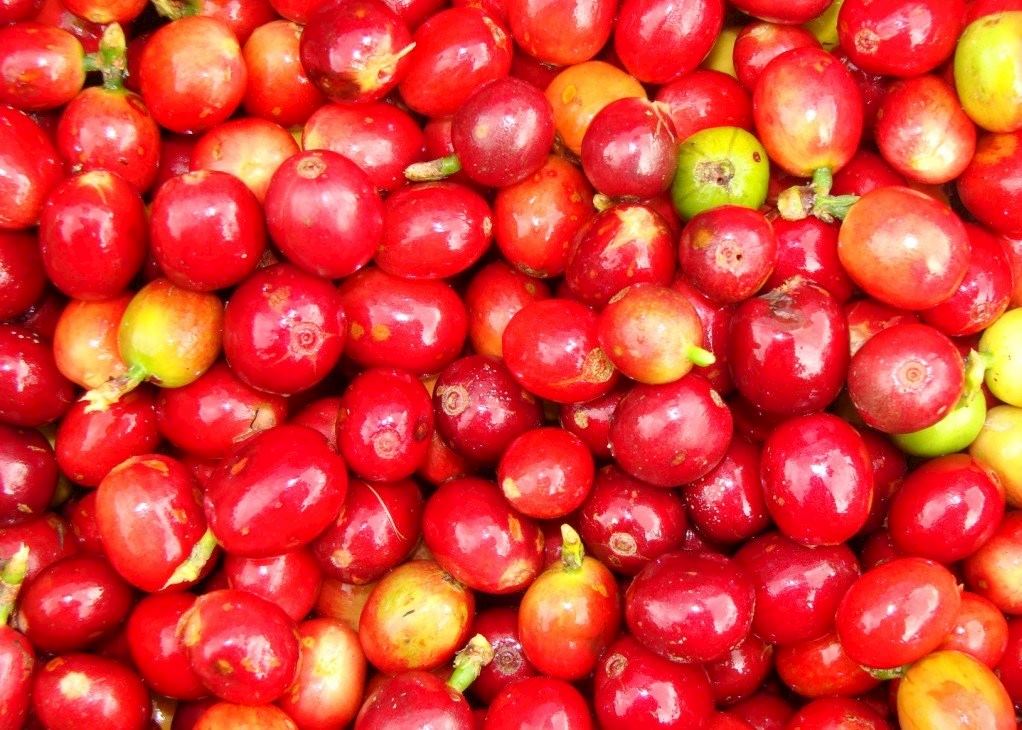 Coffee Beans, Zona Cafetera Coffee Beans, Zona Cafetera