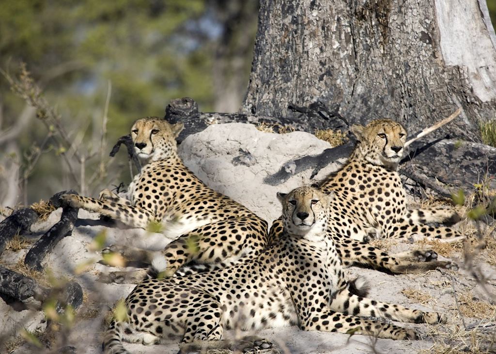 Cheetah in the Okavango Delta