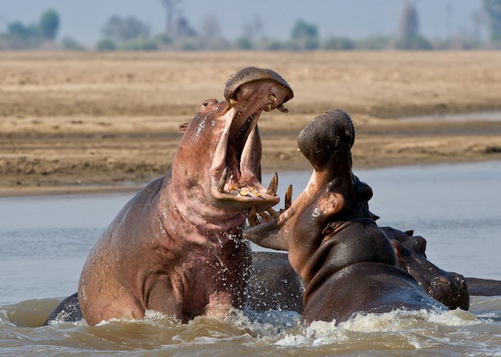 Territorial Hippos, South Luangwa National Park