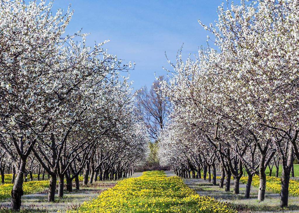 Cherry blossom outside Traverse City