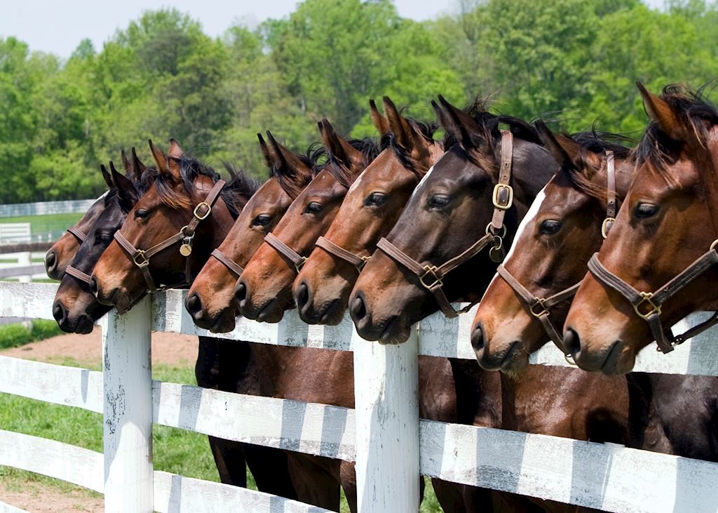 Kentucky horses