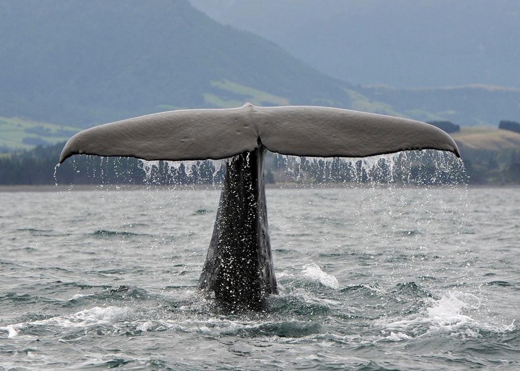 Whale Watching New Zealand Audley Travel