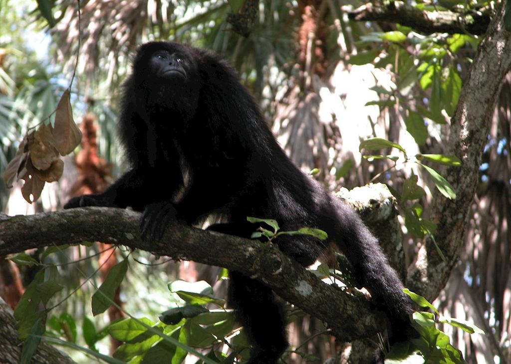 Howler Monkey, Belize