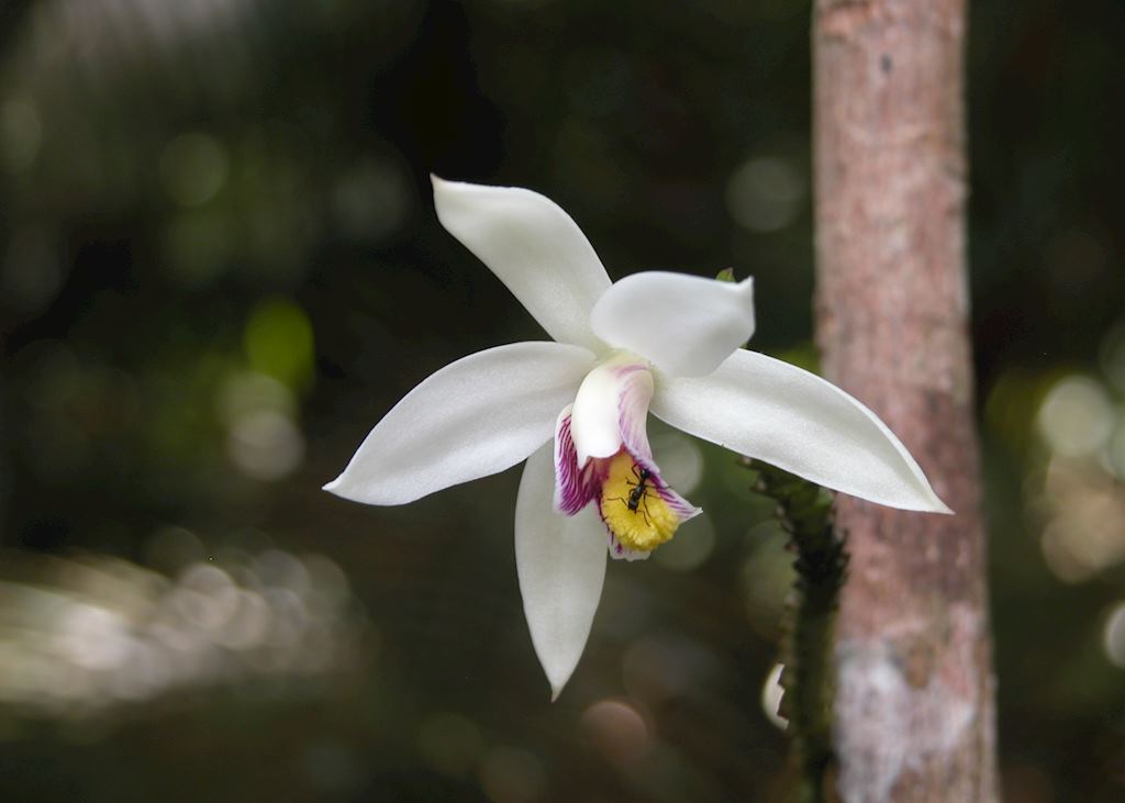 Orchid, Endau Rompin