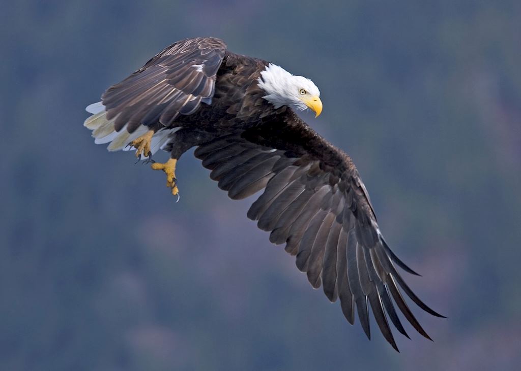 Eagle in flight by Matt Maran