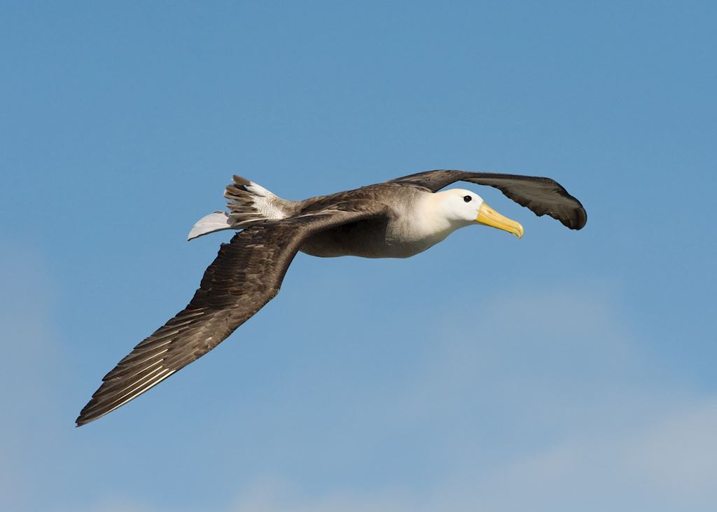 Waved Albatross, Galapagos Islands