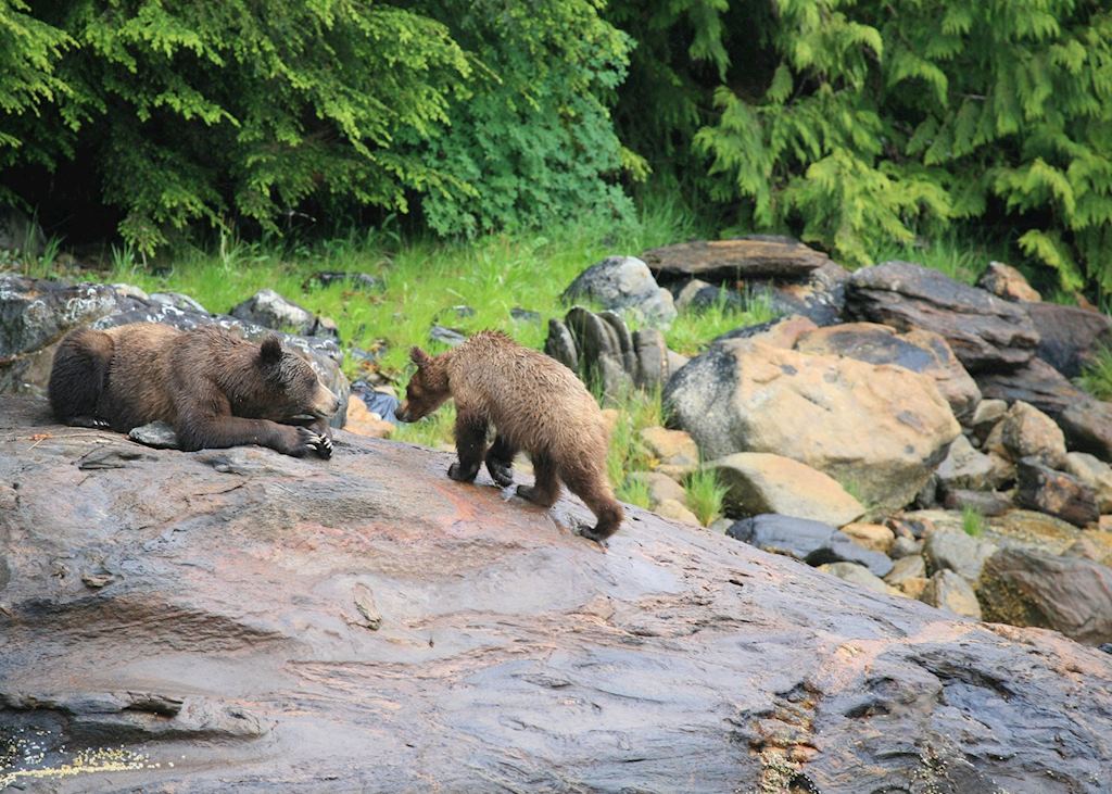 Bears, Prince Rupert