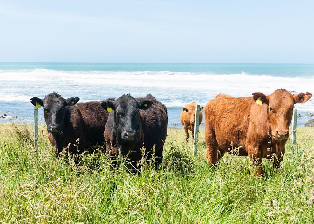 Cattle in Wairarapa, New Zealand