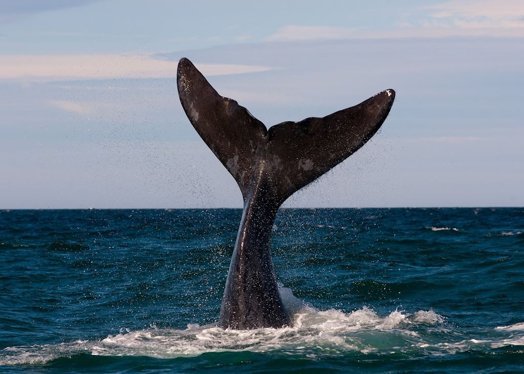 Southern Right Whale, Peninsula Valdes