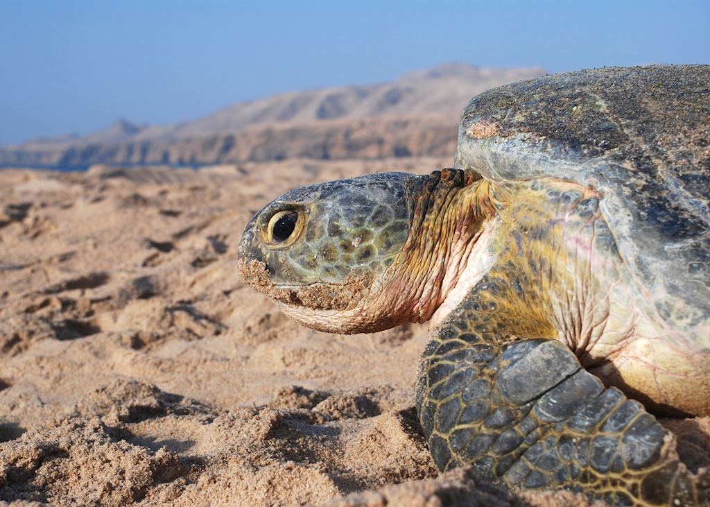 Turtle, Ras Al Jinz