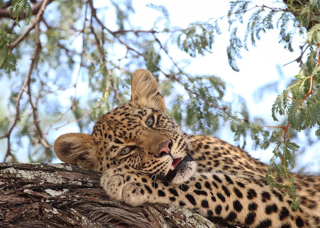 A young leopard relaxes in the shade